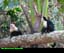 Two Capuchin monkeys